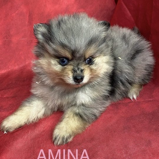 chiot Spitz allemand AMINA spitz à réserver Domaine de la Chantelaie chiot Spitz allemand AMINA spitz à réserver Domaine de la Chantelaie