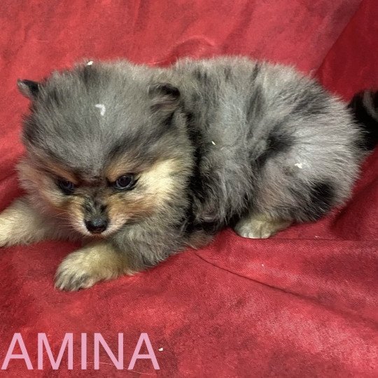 chiot Spitz allemand AMINA spitz à réserver Domaine de la Chantelaie chiot Spitz allemand AMINA spitz à réserver Domaine de la Chantelaie