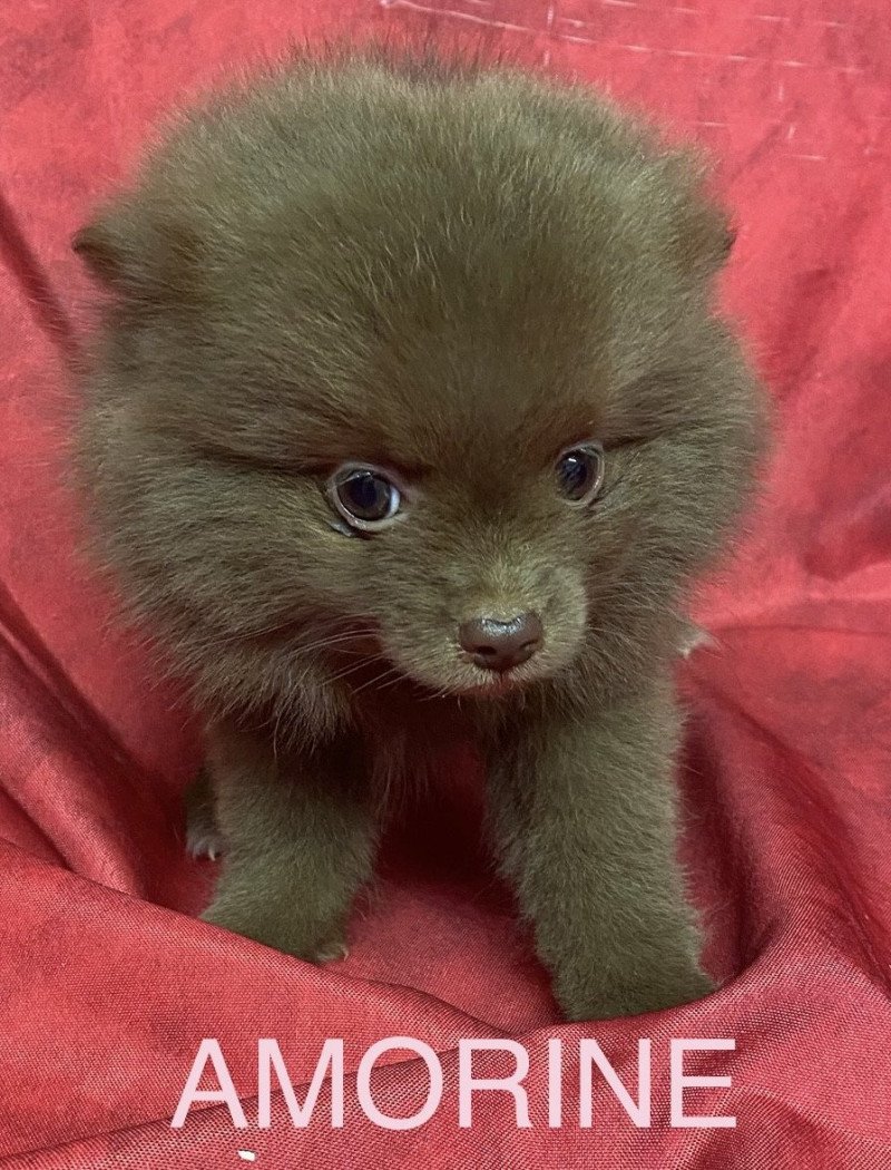 AMORINE spitz Femelle Spitz allemand