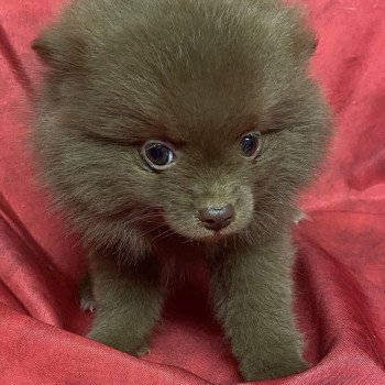 chiot Spitz allemand AMORINE spitz Domaine de la Chantelaie chiot Spitz allemand AMORINE spitz Domaine de la Chantelaie