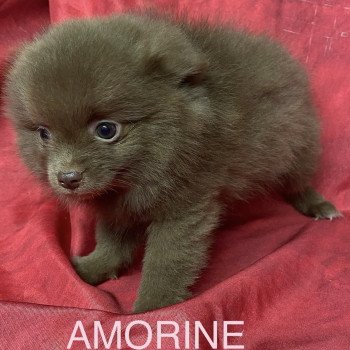 chiot Spitz allemand AMORINE spitz Domaine de la Chantelaie chiot Spitz allemand AMORINE spitz Domaine de la Chantelaie