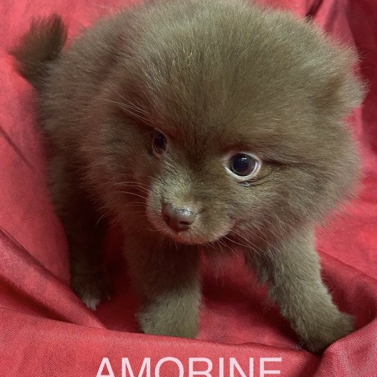 chiot Spitz allemand AMORINE spitz Domaine de la Chantelaie