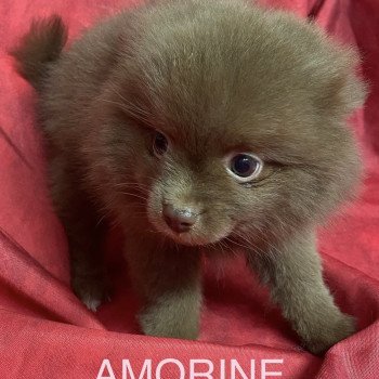 chiot Spitz allemand AMORINE spitz Domaine de la Chantelaie chiot Spitz allemand AMORINE spitz Domaine de la Chantelaie