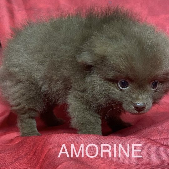 chiot Spitz allemand AMORINE spitz Domaine de la Chantelaie