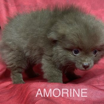 chiot Spitz allemand AMORINE spitz Domaine de la Chantelaie chiot Spitz allemand AMORINE spitz Domaine de la Chantelaie