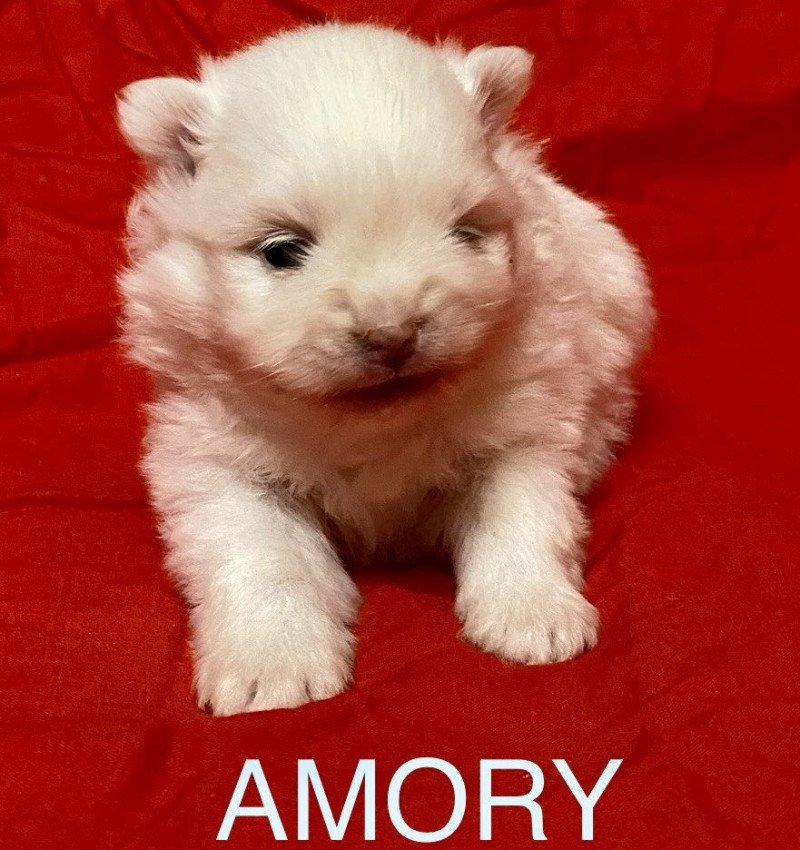 AMORY à reserver Mâle Spitz allemand