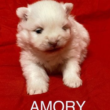 chiot Spitz allemand AMORY à reserver Domaine de la Chantelaie