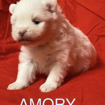 chiot Spitz allemand AMORY à reserver Domaine de la Chantelaie