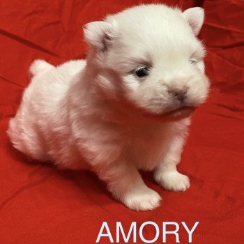 chiot Spitz allemand AMORY à reserver Domaine de la Chantelaie