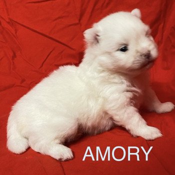 chiot Spitz allemand AMORY à reserver Domaine de la Chantelaie