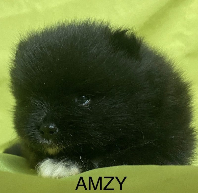 AMZY spitz nain à réserver Mâle Spitz allemand