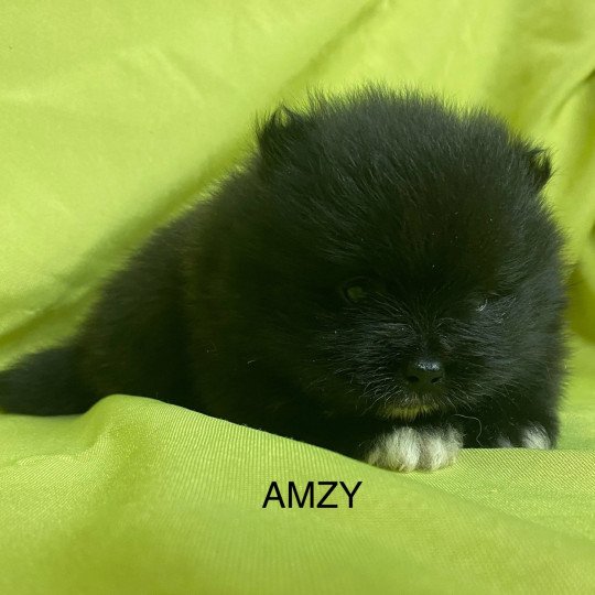 chiot Spitz allemand AMZY spitz nain à réserver Domaine de la Chantelaie
