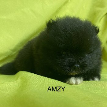 chiot Spitz allemand AMZY spitz nain à réserver Domaine de la Chantelaie