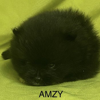 chiot Spitz allemand AMZY spitz nain à réserver Domaine de la Chantelaie