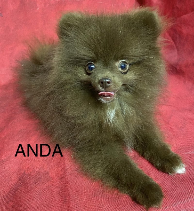 ANDA spitz nain Femelle Spitz allemand