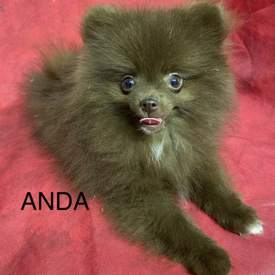 chiot Spitz allemand ANDA spitz nain Domaine de la Chantelaie