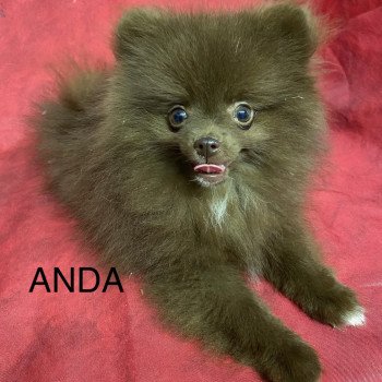 chiot Spitz allemand ANDA spitz nain Domaine de la Chantelaie