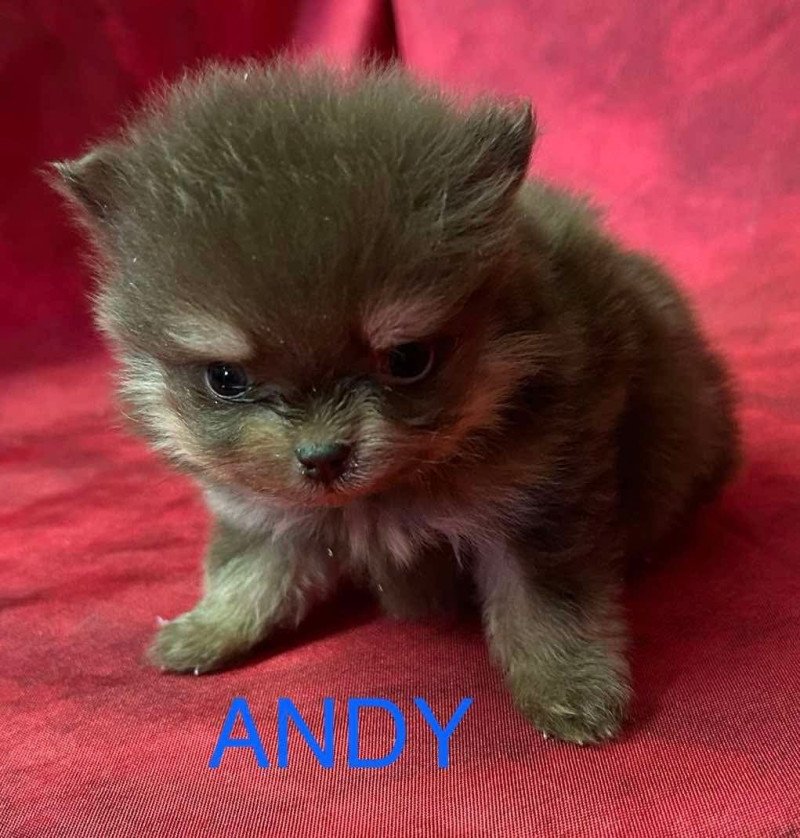 ANDY Spitz extra nain à réserver Mâle Spitz allemand