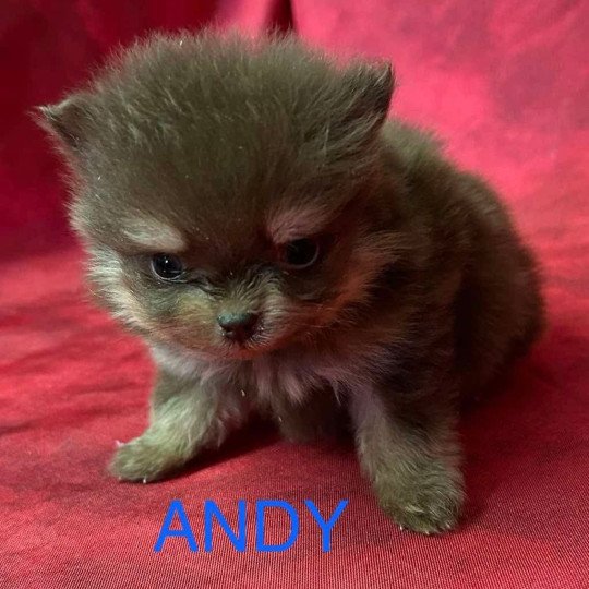 chiot Spitz allemand ANDY Spitz à réserver Domaine de la Chantelaie