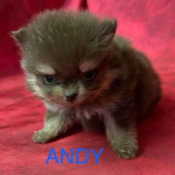 chiot Spitz allemand ANDY Spitz à réserver Domaine de la Chantelaie chiot Spitz allemand ANDY Spitz à réserver Domaine de la Chantelaie