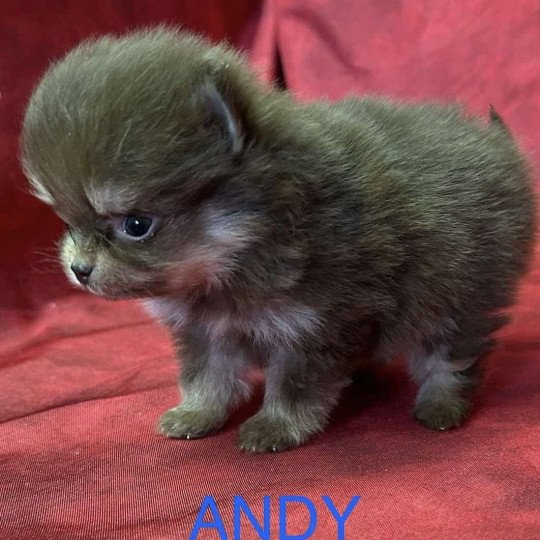 chiot Spitz allemand ANDY Spitz à réserver Domaine de la Chantelaie