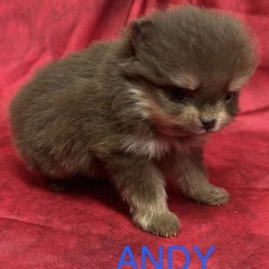 chiot Spitz allemand ANDY Spitz à réserver Domaine de la Chantelaie