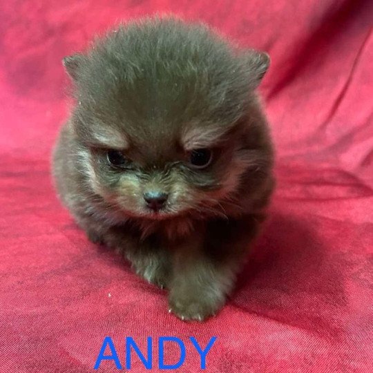 chiot Spitz allemand ANDY Spitz à réserver Domaine de la Chantelaie
