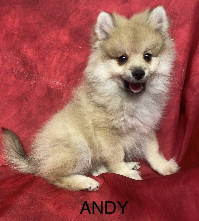ANDY spitz Mâle Spitz allemand