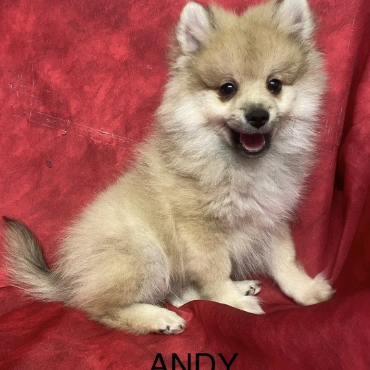 chiot Spitz allemand ANDY spitz Domaine de la Chantelaie