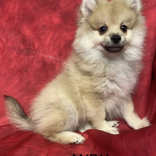 chiot Spitz allemand ANDY spitz Domaine de la Chantelaie