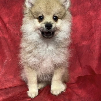 chiot Spitz allemand ANDY spitz Domaine de la Chantelaie chiot Spitz allemand ANDY spitz Domaine de la Chantelaie