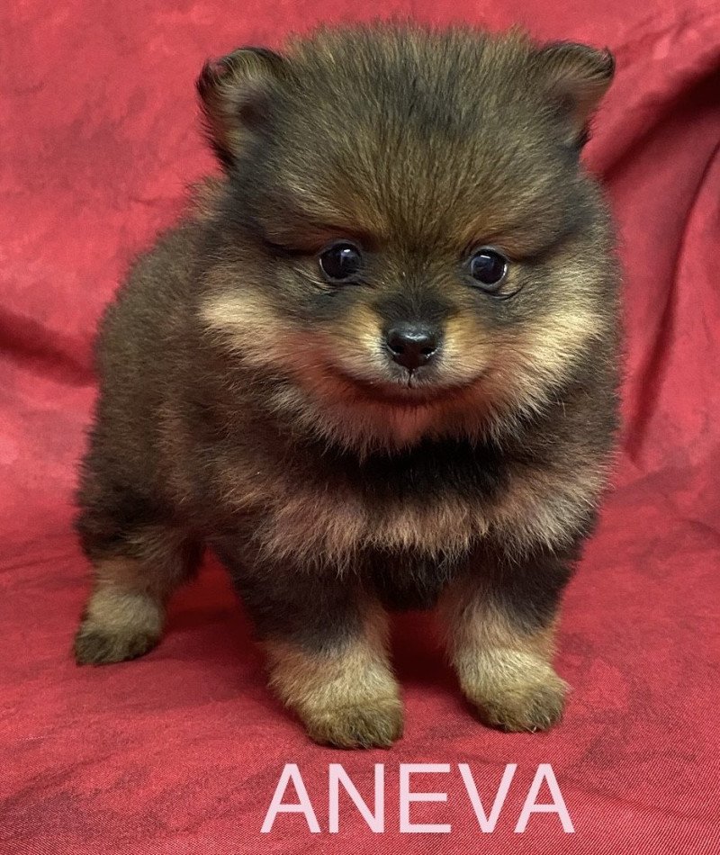 ANEVA spitz nain Femelle Spitz allemand