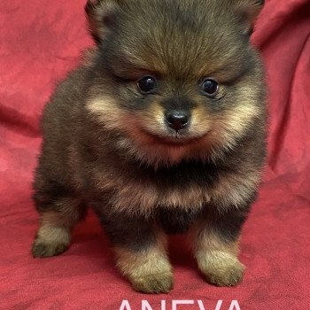 chiot Spitz allemand ANEVA spitz nain Domaine de la Chantelaie chiot Spitz allemand ANEVA spitz nain Domaine de la Chantelaie