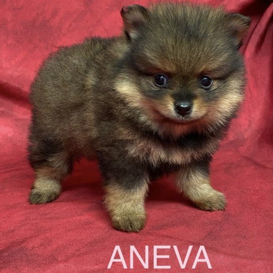 chiot Spitz allemand ANEVA spitz nain Domaine de la Chantelaie
