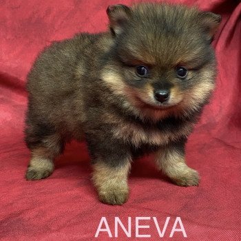 chiot Spitz allemand ANEVA spitz nain Domaine de la Chantelaie chiot Spitz allemand ANEVA spitz nain Domaine de la Chantelaie