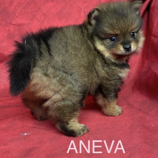 chiot Spitz allemand ANEVA spitz nain Domaine de la Chantelaie