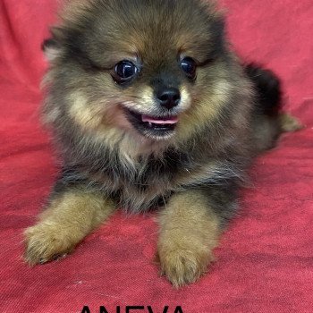 chiot Spitz allemand ANEVA spitz nain Domaine de la Chantelaie chiot Spitz allemand ANEVA spitz nain Domaine de la Chantelaie
