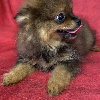 chiot Spitz allemand ANEVA spitz nain Domaine de la Chantelaie chiot Spitz allemand ANEVA spitz nain Domaine de la Chantelaie