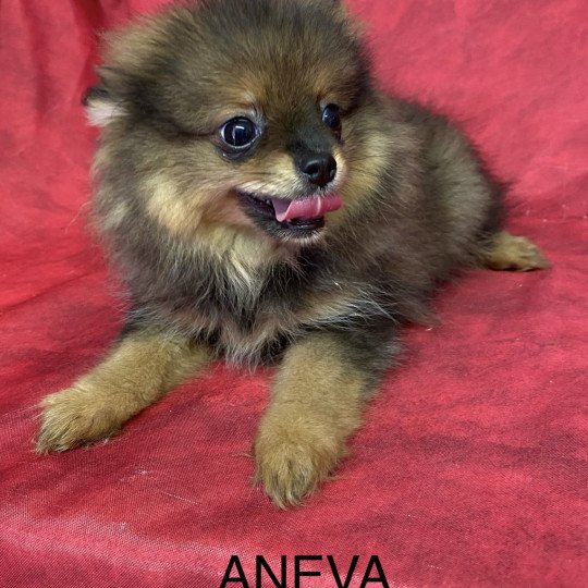 chiot Spitz allemand ANEVA spitz nain Domaine de la Chantelaie