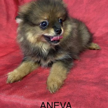 chiot Spitz allemand ANEVA spitz nain Domaine de la Chantelaie chiot Spitz allemand ANEVA spitz nain Domaine de la Chantelaie