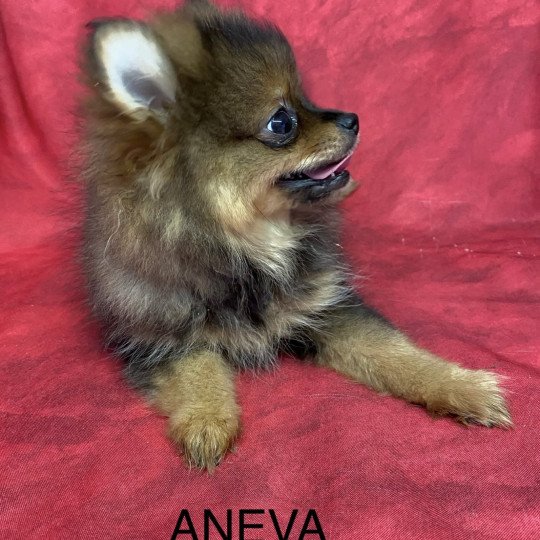 chiot Spitz allemand ANEVA spitz nain Domaine de la Chantelaie
