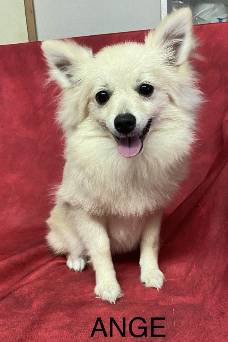 ANGE spitz naine Femelle Spitz allemand