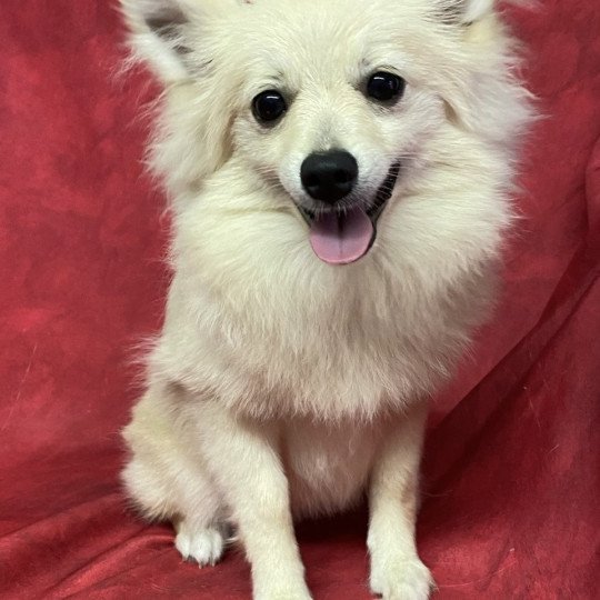 ANGE spitz naine Femelle Spitz allemand