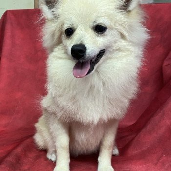 chiot Spitz allemand ANGE spitz naine Domaine de la Chantelaie chiot Spitz allemand ANGE spitz naine Domaine de la Chantelaie