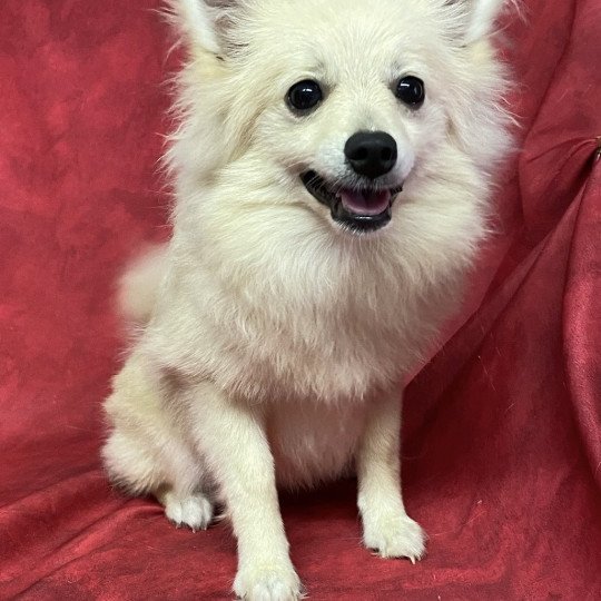 chiot Spitz allemand ANGE spitz naine Domaine de la Chantelaie