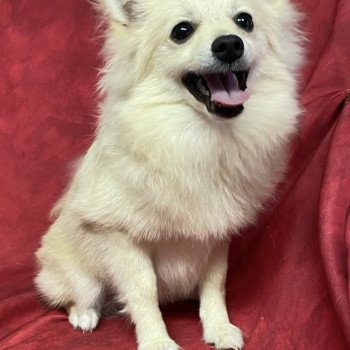 chiot Spitz allemand ANGE spitz naine Domaine de la Chantelaie chiot Spitz allemand ANGE spitz naine Domaine de la Chantelaie