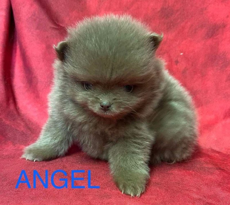 ANGEL Spitz Nain à réserver Mâle Spitz allemand