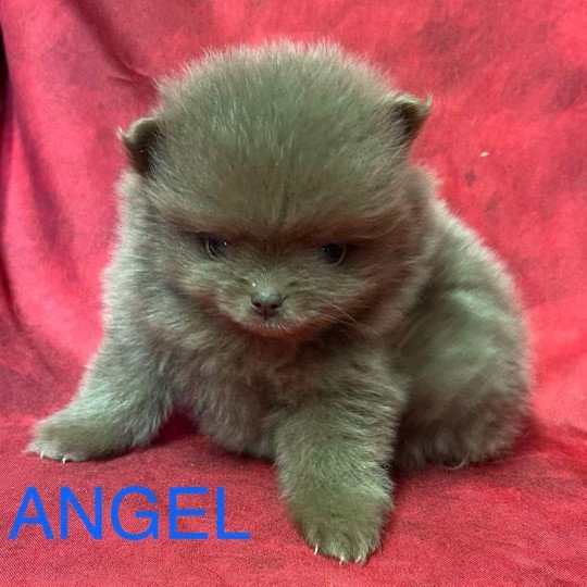 chiot Spitz allemand ANGEL Spitz à réserver Domaine de la Chantelaie