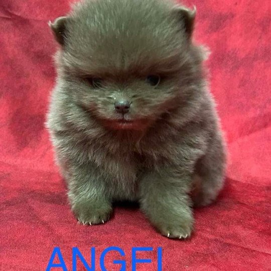 chiot Spitz allemand ANGEL Spitz à réserver Domaine de la Chantelaie