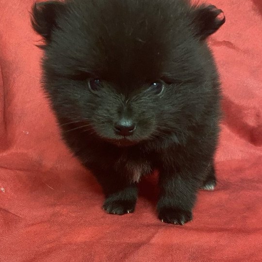 chiot Spitz allemand ANGELIE spitz à réserver Domaine de la Chantelaie